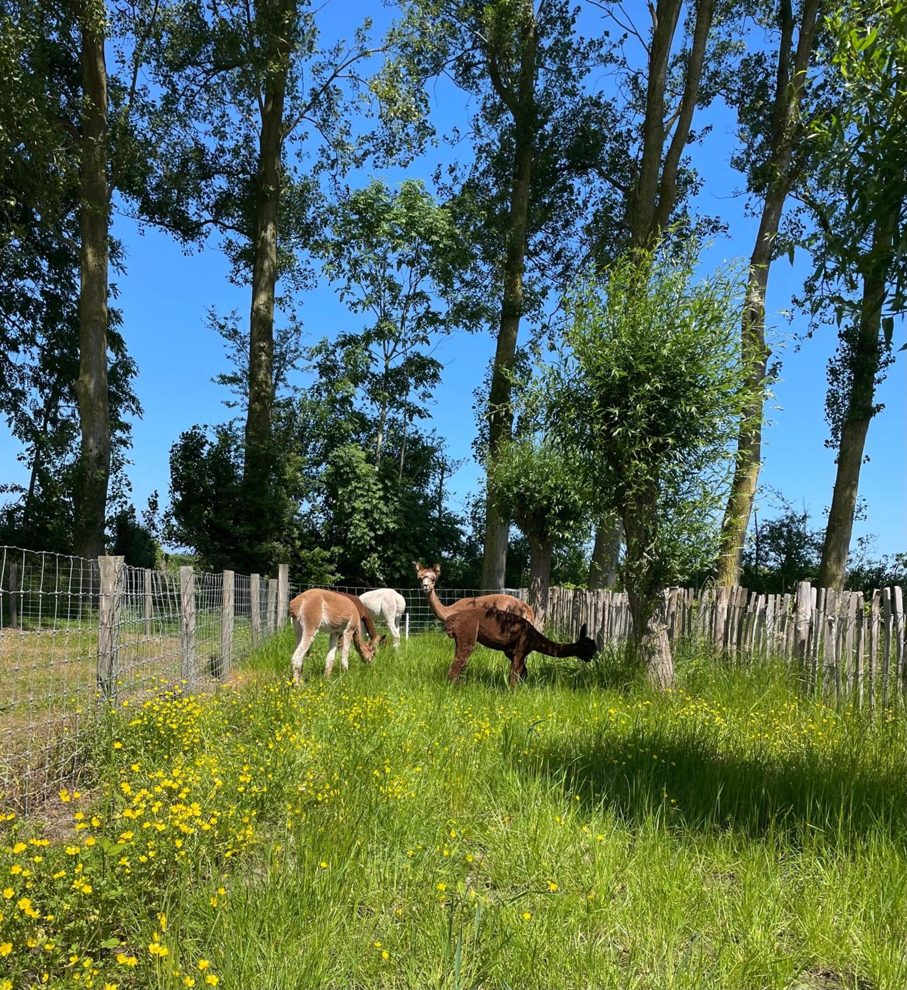 Nieuw Landelijk Vakantiehuis Aan Zee โอชต์คาเปลเล ภายนอก รูปภาพ